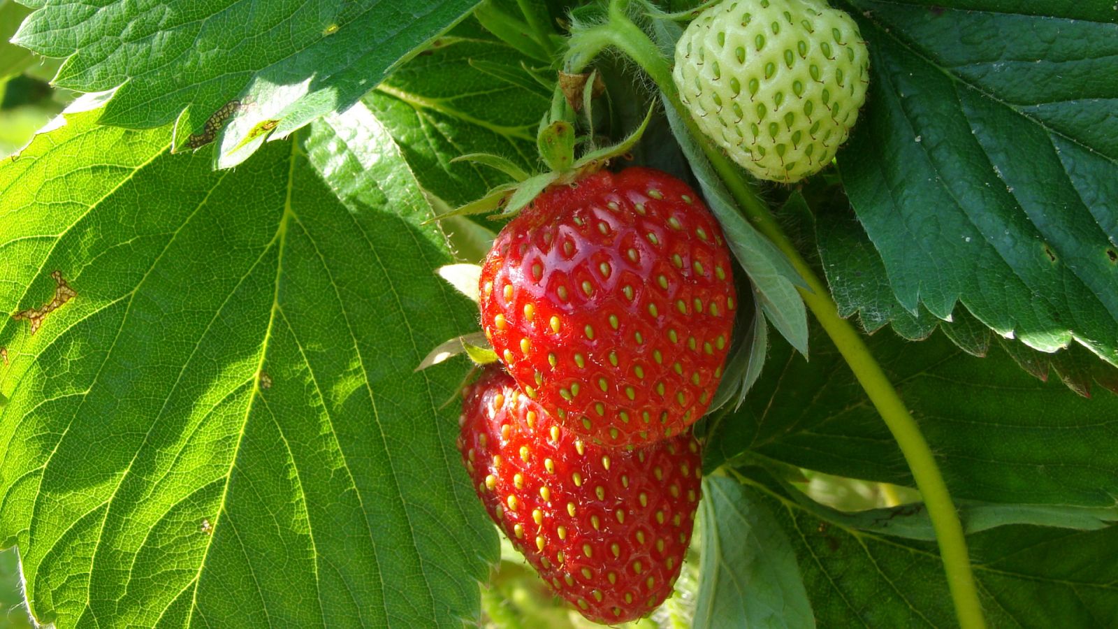 Aquí la Tierra - 29/07/20 - ver ahora