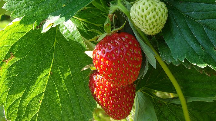 Aquí la Tierra - Aquí la Tierra - 29/07/20