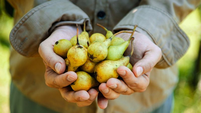 ¿Has pedido una cosecha a domicilio?