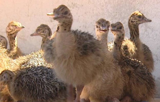 - La carne de avestruz está de moda
