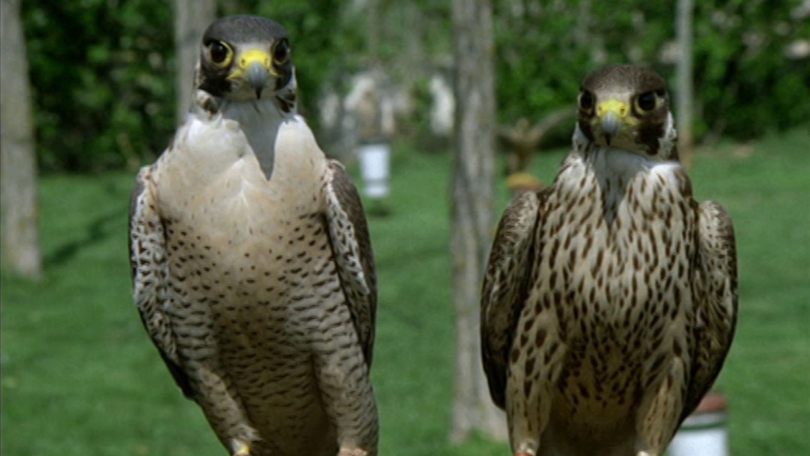 El hombre y la Tierra (Fauna ibérica) - Altaneria, 1 - ver ahora