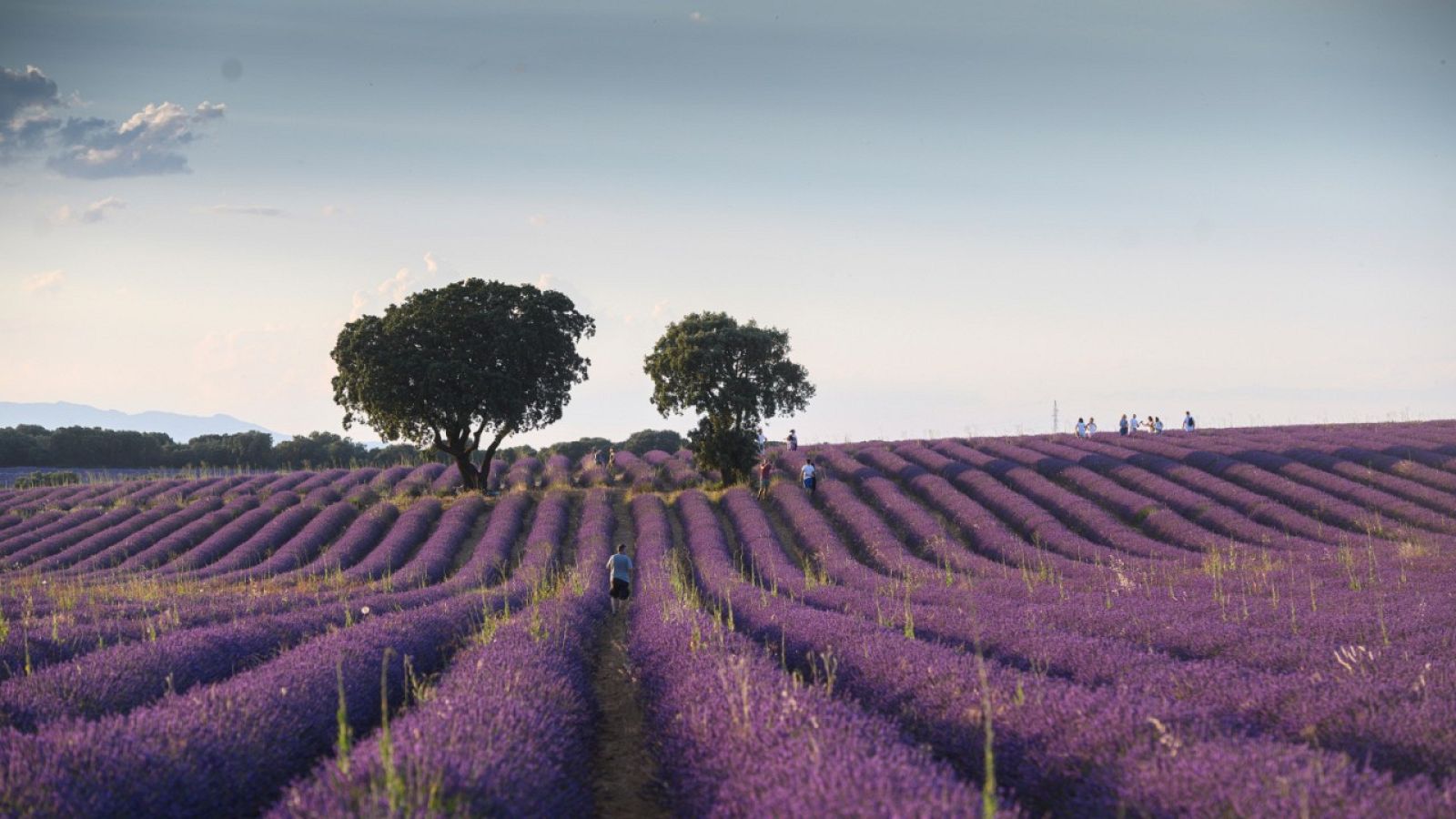 Un paseo por los campos de lavanda de La Alcarria | Ver
