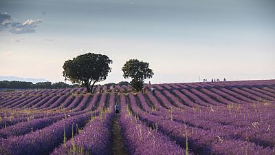 Un paseo por los campos de lavanda de La Alcarria | Ver