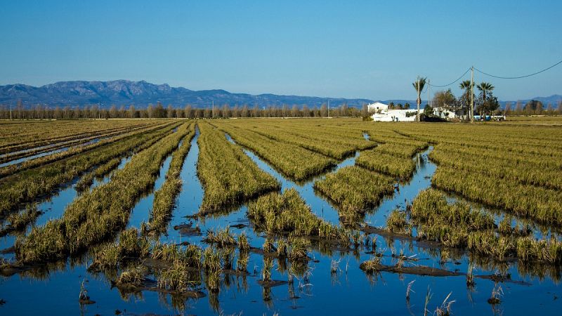 Los agricultores del Delta del Ebro desarrollan un proyecto para cultivar de manera más ecológica