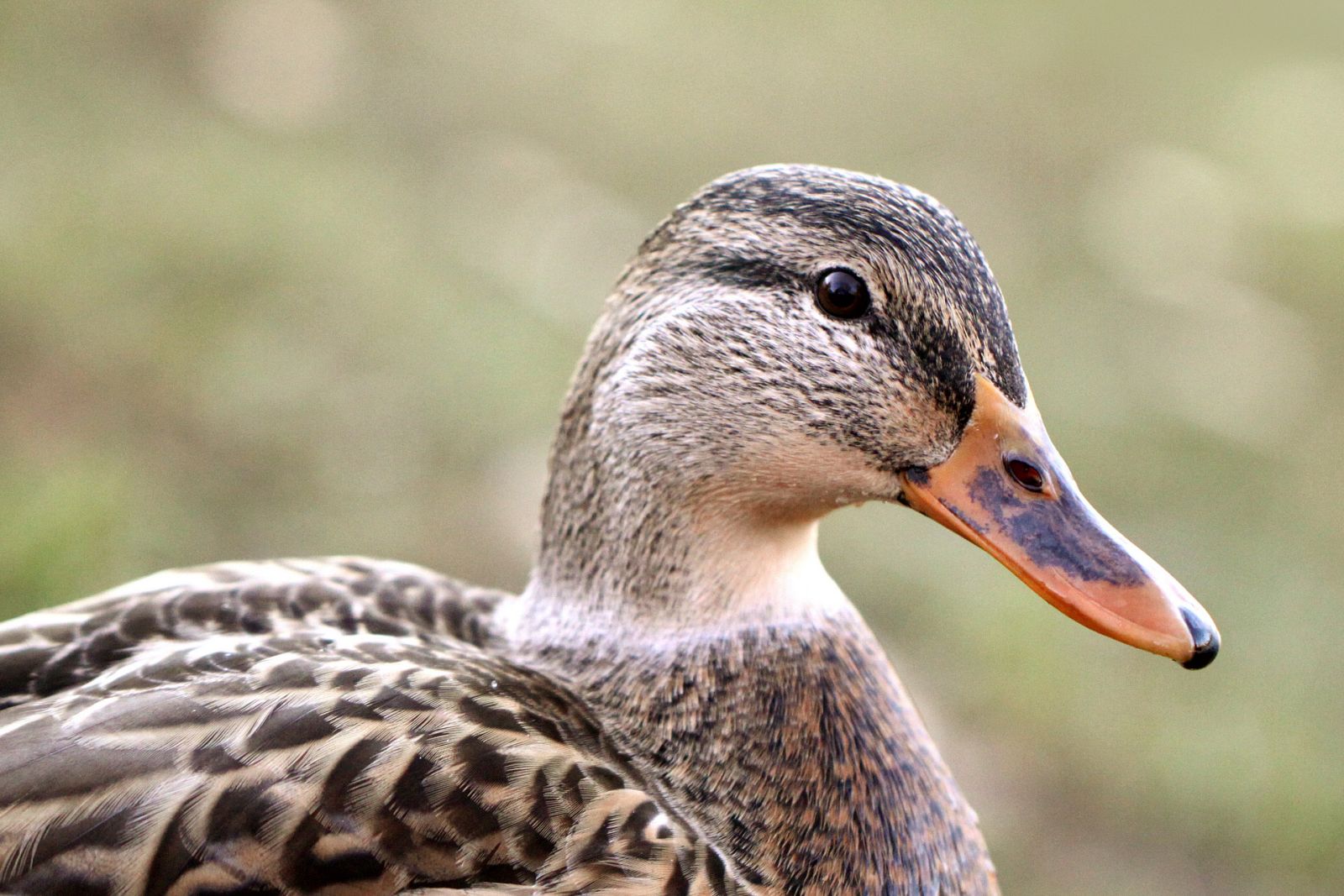 Aquí la Tierra - 05/08/20 - ver ahora