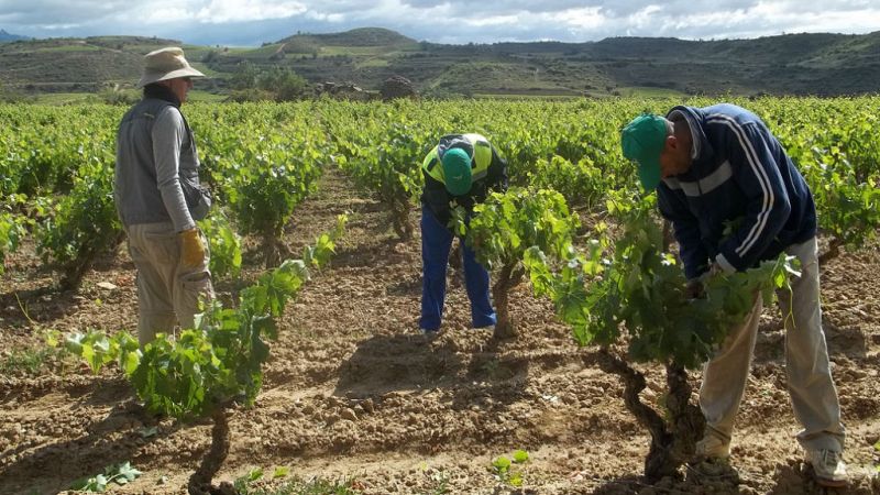 La muerte de un temporero en Lorca, tras sufrir un golpe de calor, reabre la polémica sobre las condiciones laborales de estos trabajadores