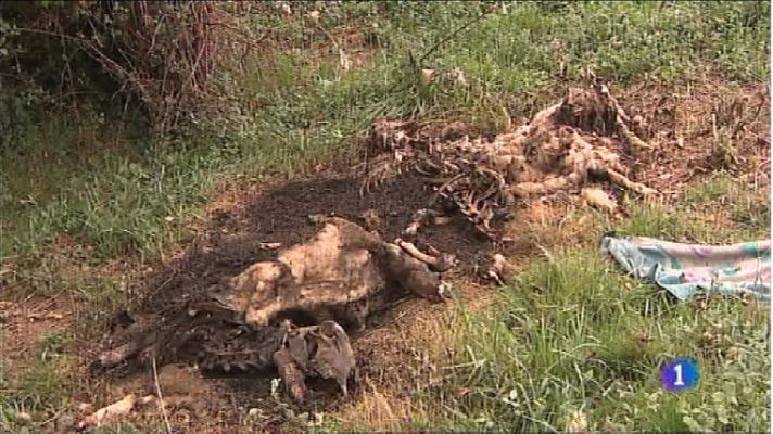 Panorama Regional - Panorama Regional 2 - 11/08/20