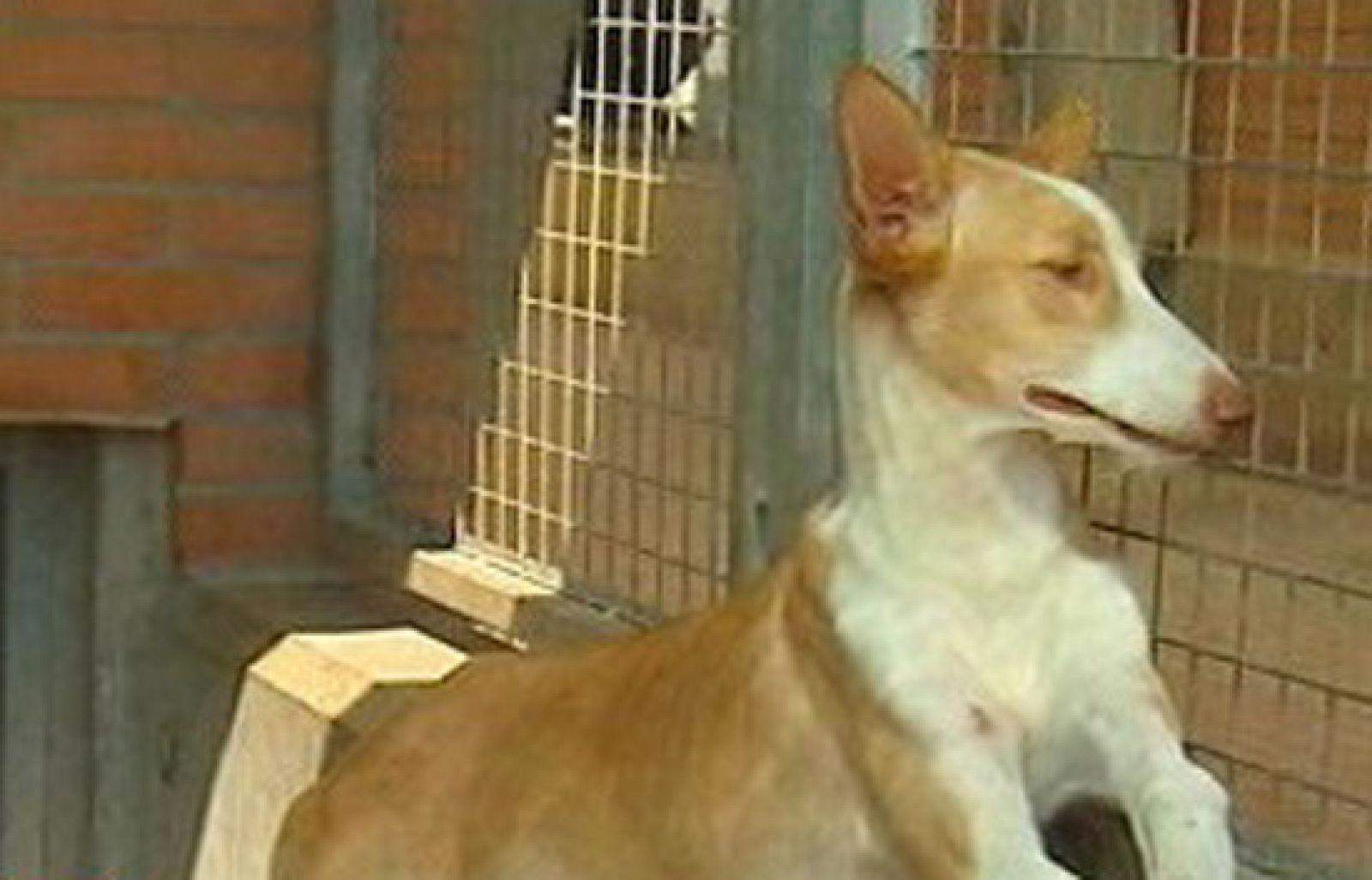 España Directo - Perreras con aforo completo | Ver