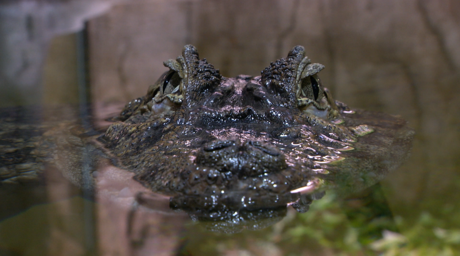 Aquí la Tierra - Conocemos de cerca a uno de los animales más peligrosos: ¡el cocodrilo!