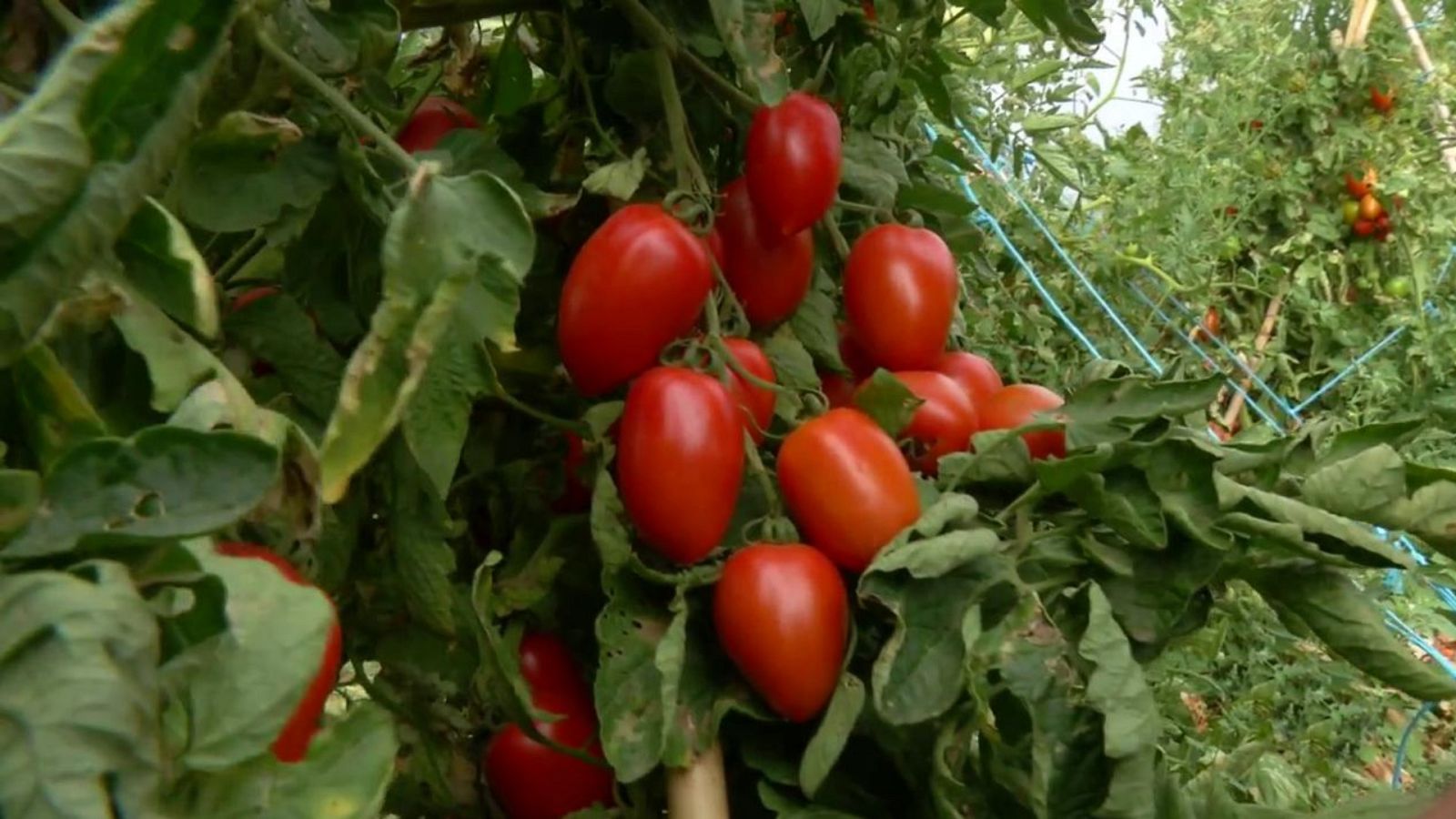 Aquí la Tierra - 13/08/20 - ver ahora