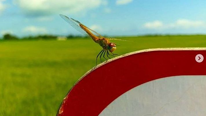 Aquí la Tierra - Sílfidos, libélulas y otros amigos de los arrozales