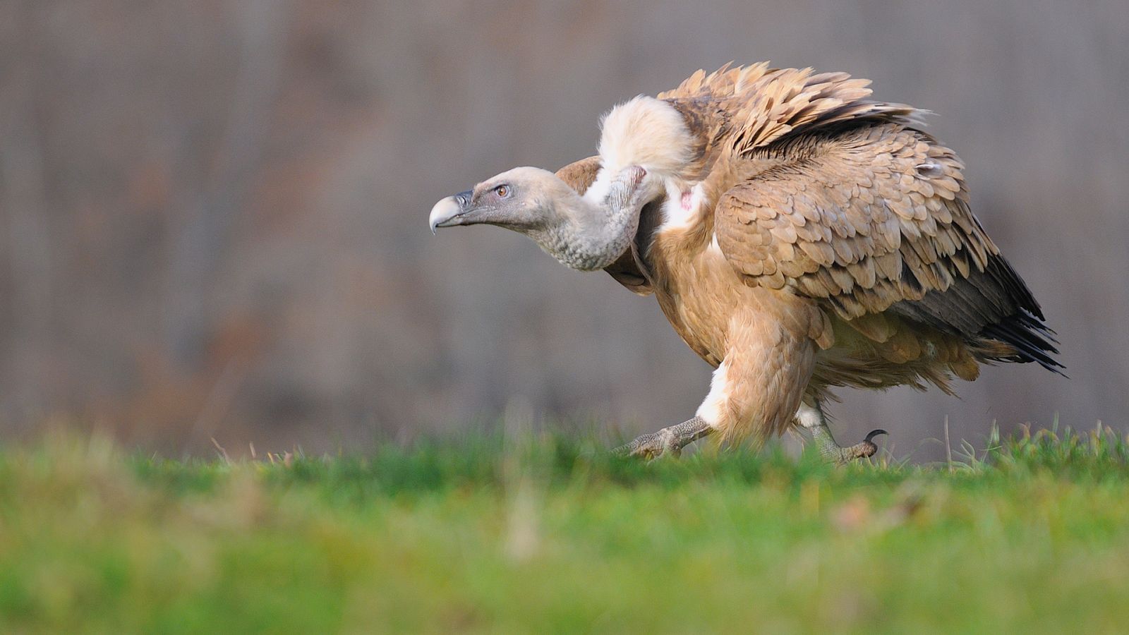 El hombre y la tierra - Los últimos buitres de Europa - ver ahora
