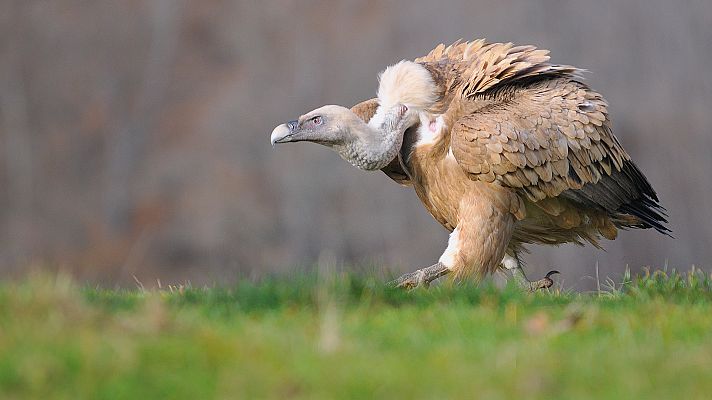 El hombre y la Tierra - Los últimos buitres de Europa