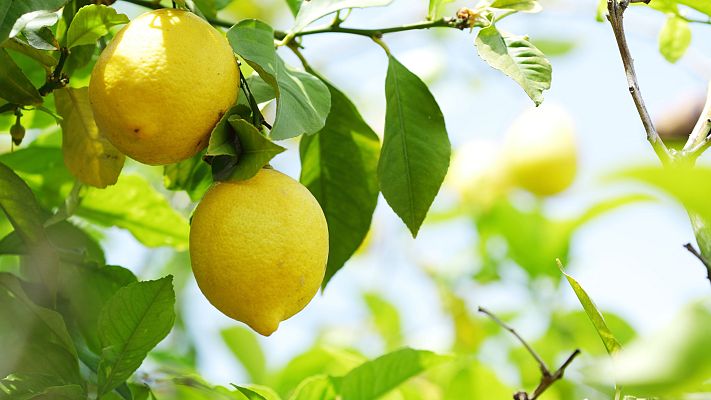 Telediario 1 - Bruselas prohíbe la importación de cítricos de Argentina para evitar la "mancha negra"