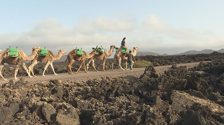Comando Actualidad - Un paseo a camello, un clásico de Lanzarote