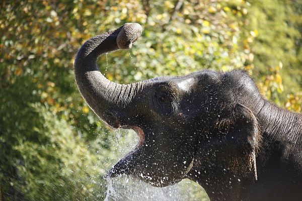 Aquí la Tierra - Alice y Baby: dos elefantas muy bien cuidadas en Madrid
