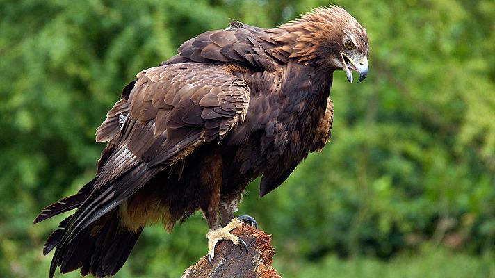 El hombre y la Tierra - El águila real II