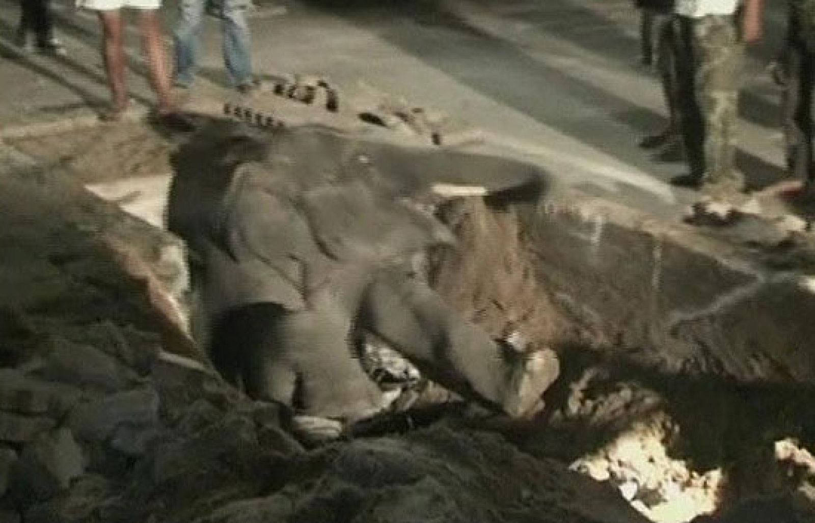 Un elefante queda atrapado en un agujero en la ciudad tailandesa de Rayong | Ver