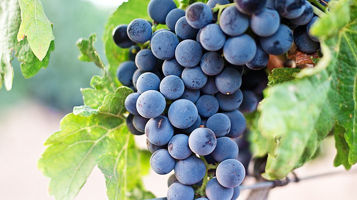 España Directo - La dura despedida hacia la vendimia francesa