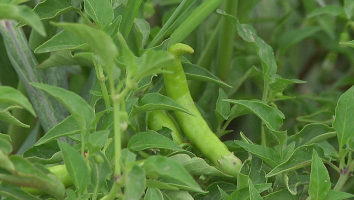 Aquí la Tierra - Aquí la Tierra - 26/08/20