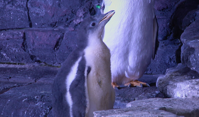 Aquí la Tierra - ¿Qué comen los animales marinos?
