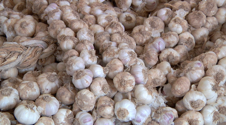 Aquí la Tierra - Falces, el pueblo de los ajos