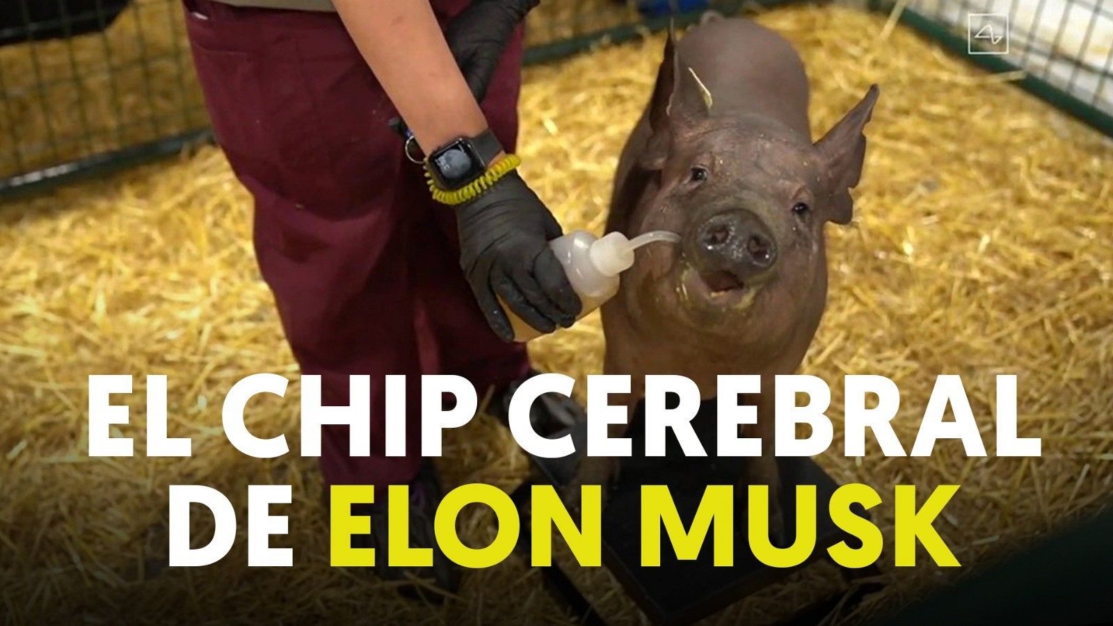Gertrude, la cerda con un chip cerebral implantado por Elon Musk