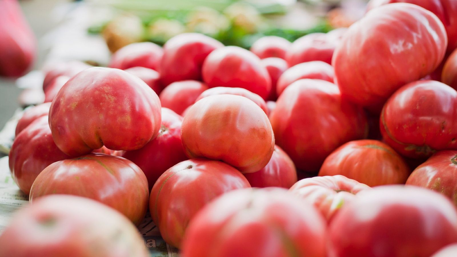 En busca del famoso tomate rosa