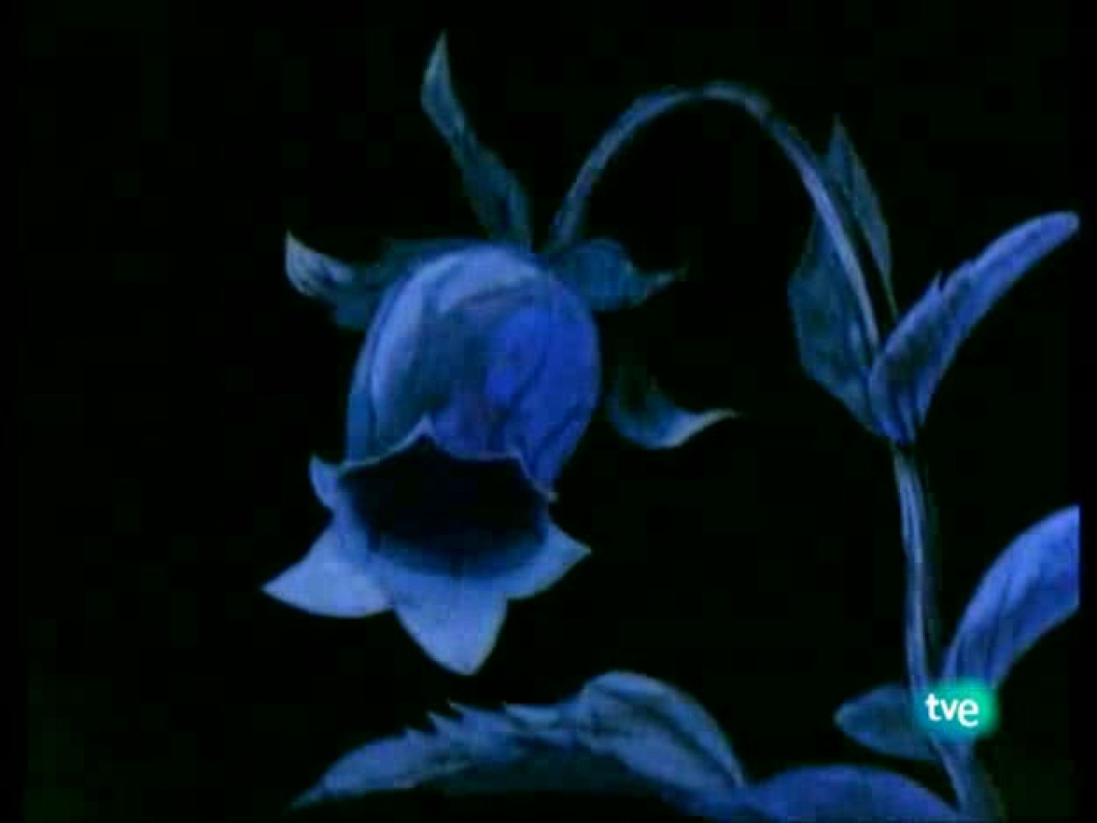 Abeja Maya - La Abeja Maya | Ver