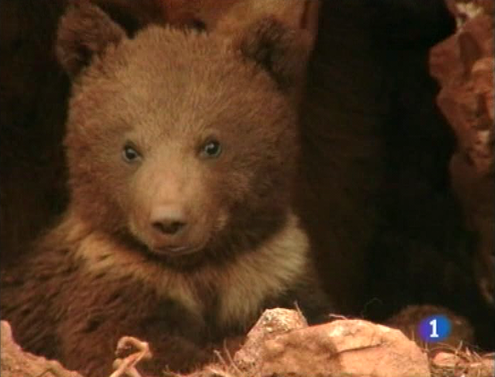 Panorama regional - 12/08/09 - Panorama Regional | Ver