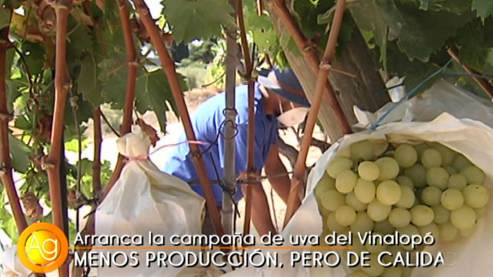 Agrosfera - 05/09/20 - ver ahora