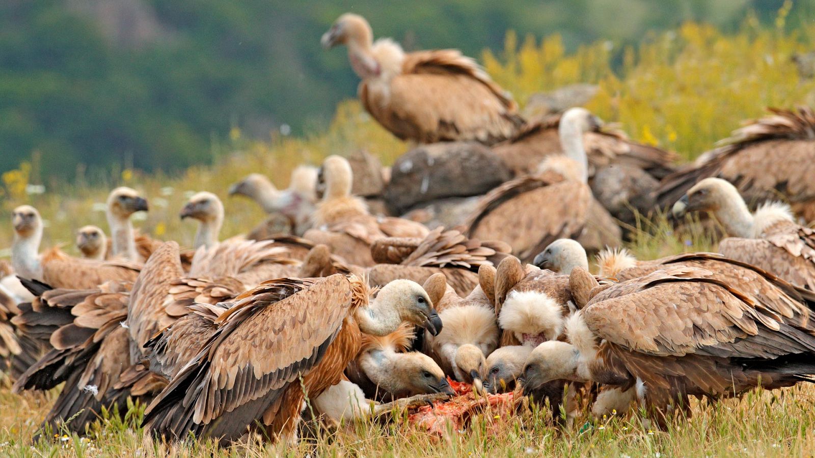 El hombre y la Tierra (Fauna ibérica) - El buitre leonado, 2 - ver ahora