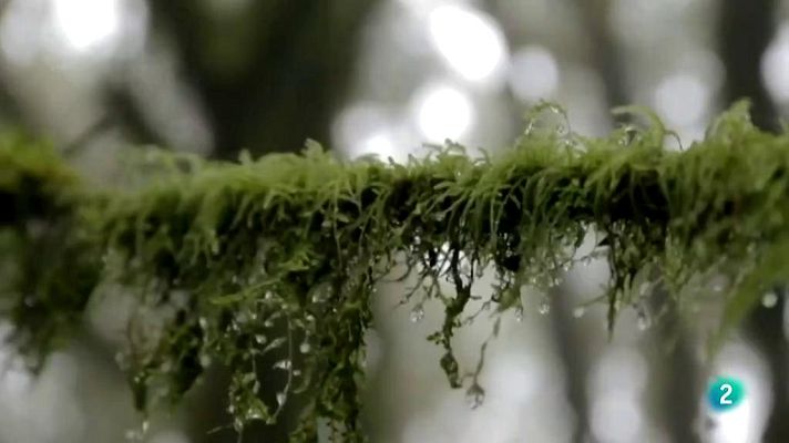 Agrosfera - Hermigua, La Gomera