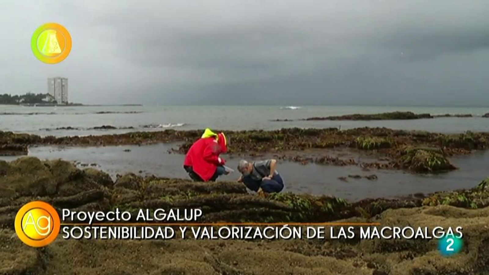 Laboratorio de ideas,MACROALGAS