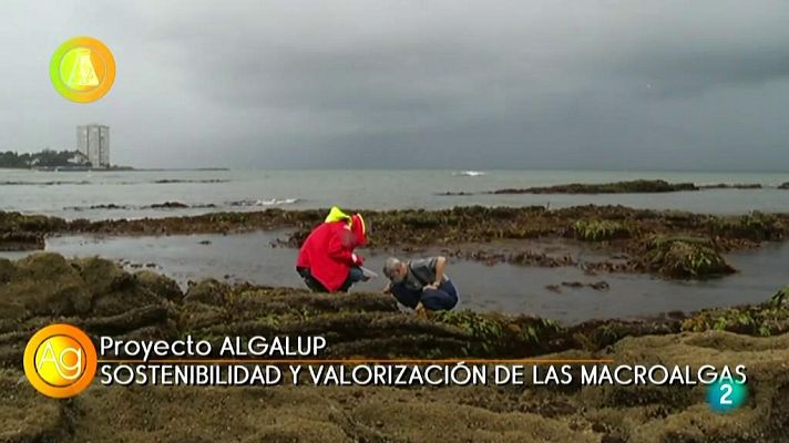 Agrosfera - MACROALGAS