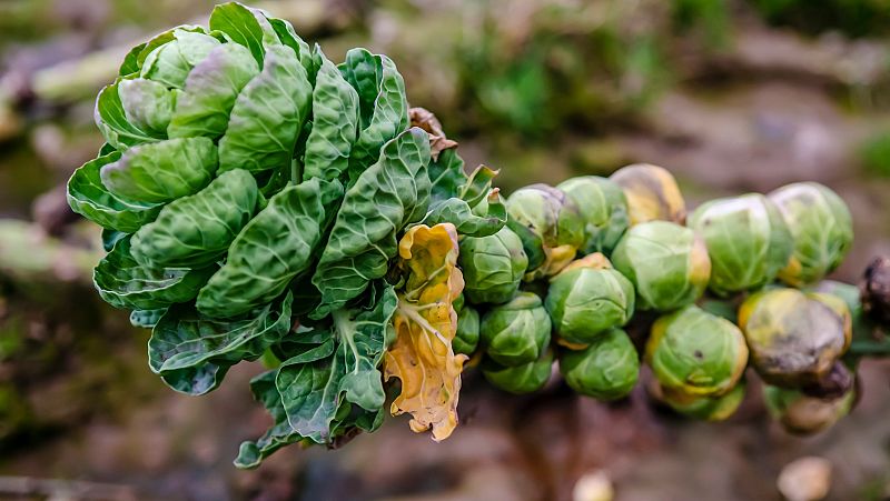 Aquí La Tierra - Lo descubrimos todo sobre las coles