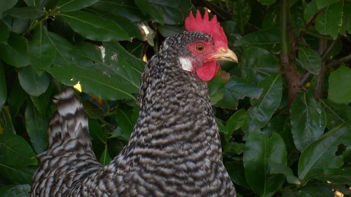 Aquí la Tierra - Pitas, pitas, pitas: a por la gallina pedresa