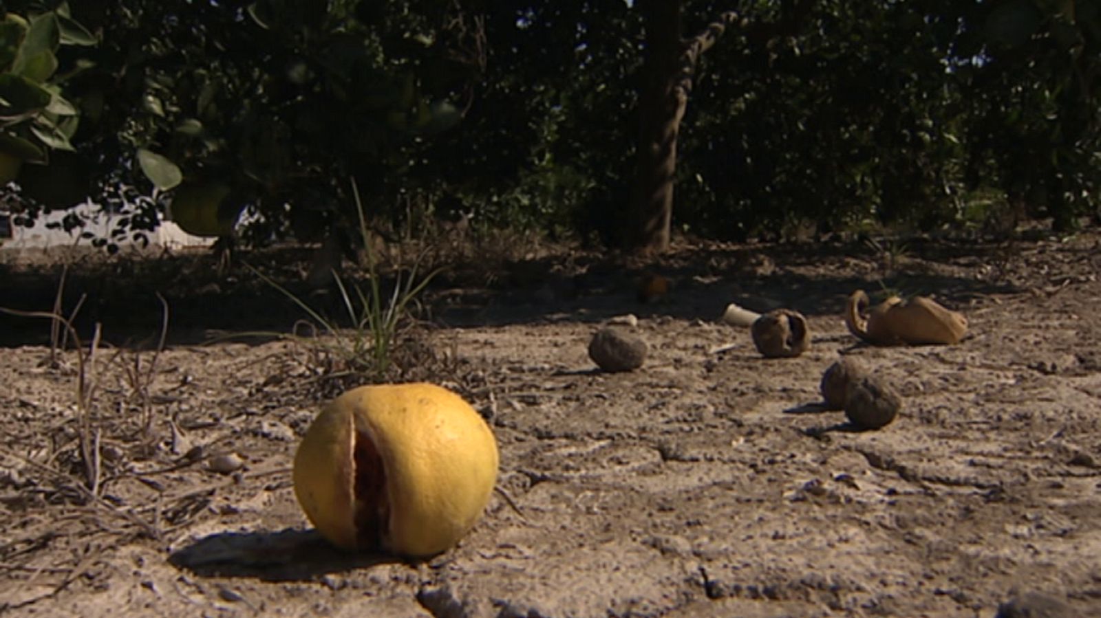 Agrosfera - 12/09/20 - ver ahora