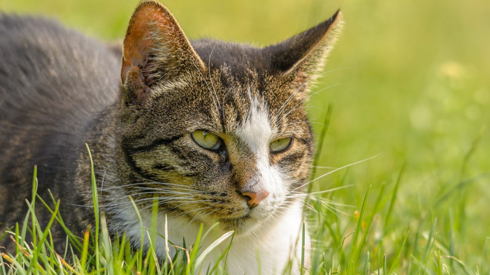 Los gatos abandonados, un problema para el Parque Nacional de Garajonay