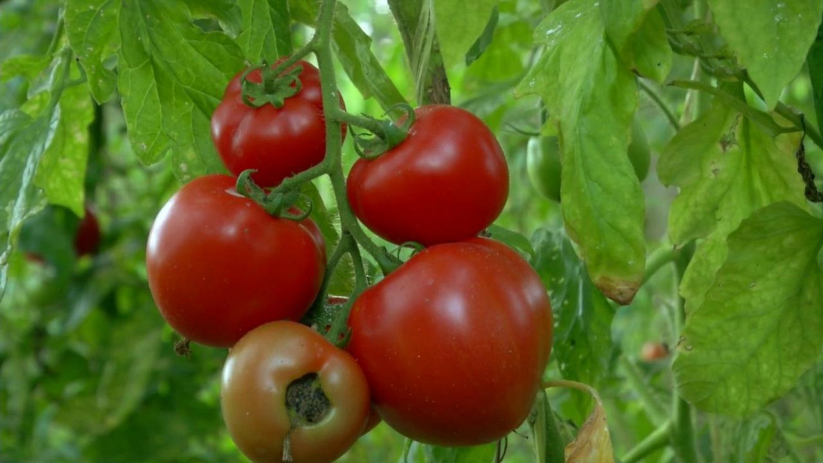 Aquí la Tierra - 13/09/20 - ver ahora