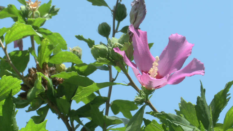 Aquí la tierra - Todo sobre el hibisco, una flor con numerosas propiedades curativas