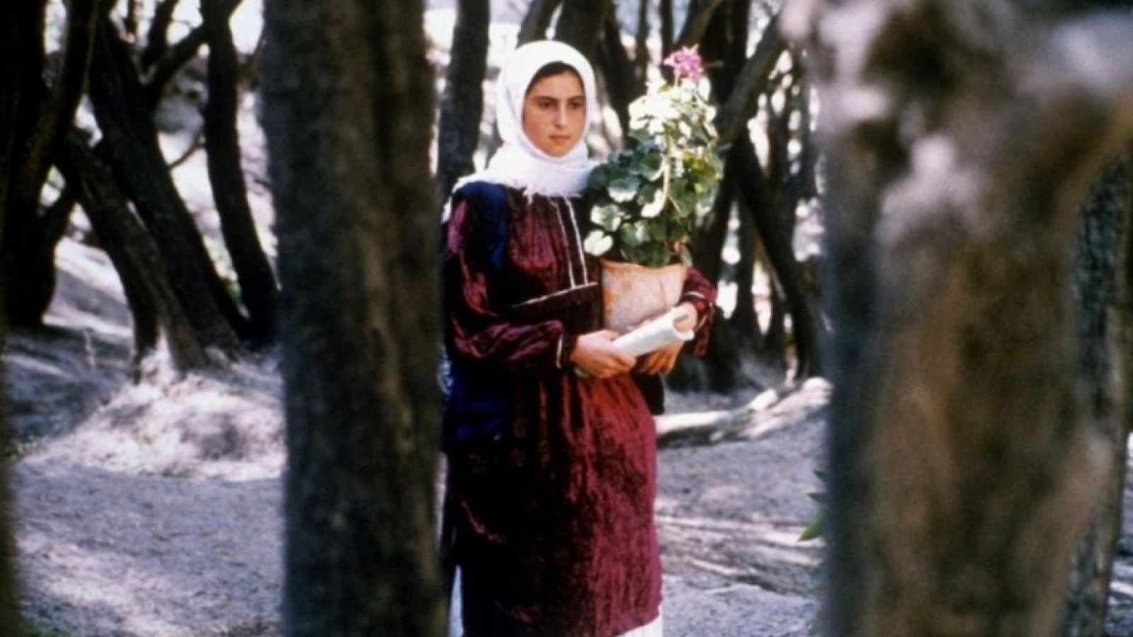 Qué grande es el cine - A través de los olivos