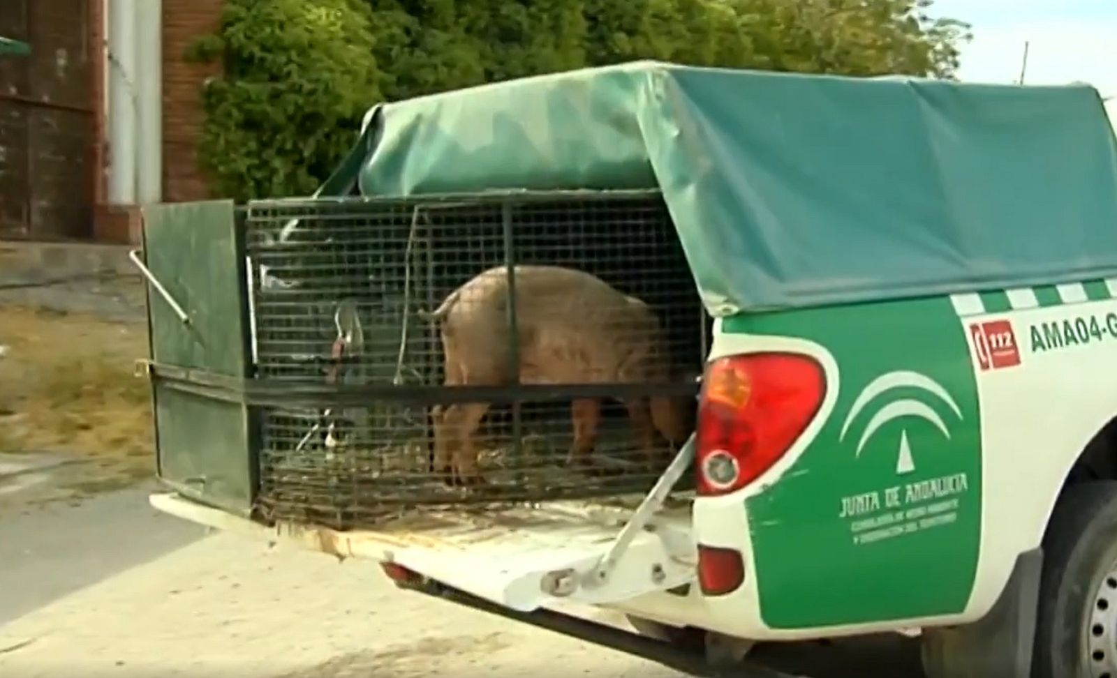 Continúa la búsqueda de la supuesta pantera negra avistada en Ventas de Huelma (Granada)