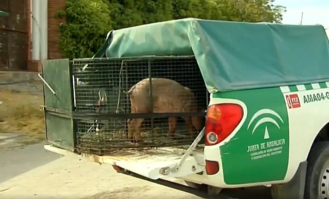 Telediario 1 - Continúa la búsqueda de la supuesta pantera negra avistada en Ventas de Huelma (Granada)