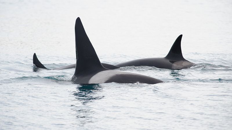 Orcas en aguas de Galicia - RTVE.es | Ver