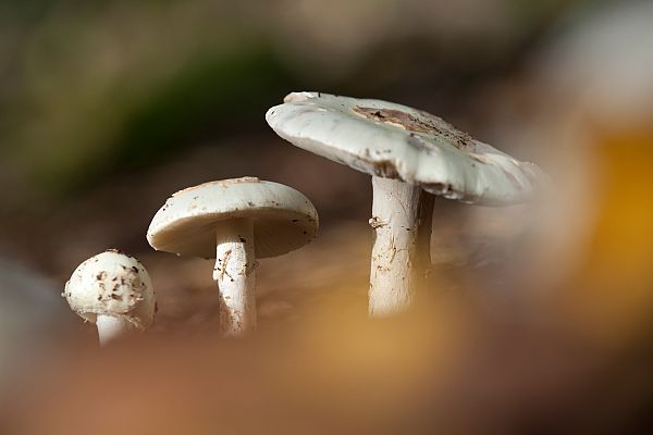 Aquí la Tierra - ¡Empieza la época de las setas! Te mostramos algunas