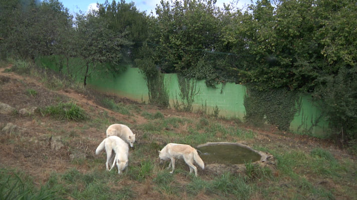 Aquí la Tierra - La recuperación de un hábitat en peligro de extinción