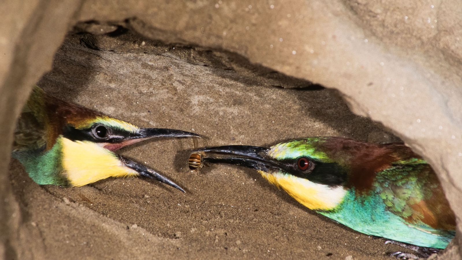 El hombre y la Tierra (Fauna ibérica) - El abejaruco, 2 - ver ahora