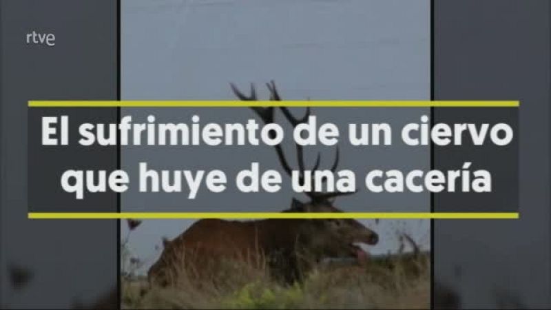 Polémica en Francia por las imágenes de un ciervo perseguido por perros en una cacería