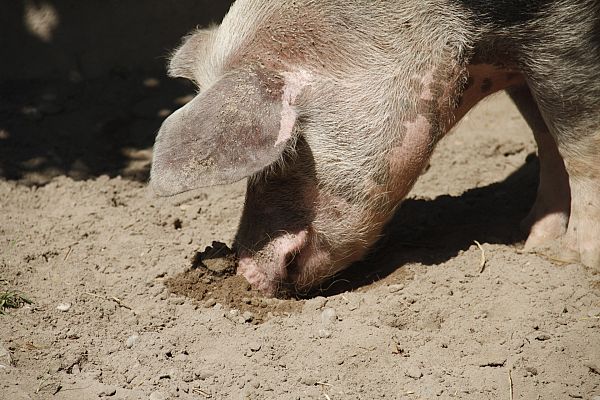 Aquí la Tierra - ¿Conoces la raza porcina celta?